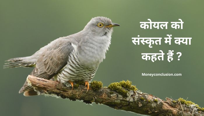 Koyal Ko Sanskrit Mein Kya Kahate Hain